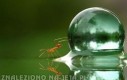 Mrówka vs kropla wody