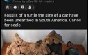 Kawał żółwia