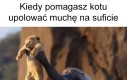 No dalej, poluj!