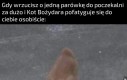 Kot Bożydara