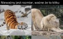 Koty. Koty nigdy się nie zmieniają