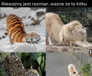 Koty. Koty nigdy się nie zmieniają