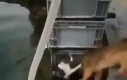 Pies ratuje kota z wody