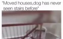 Pies pierwszy raz w życiu widzi schody