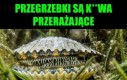 Owoce morza prosto z piekła