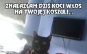 Znalazłam dziś koci włos na Twojej koszuli...