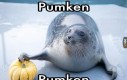 Dynia