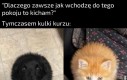 Akceptowalne