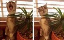 Mój kot ugryzł kaktusa