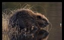 W 1948 roku miał miejsce przerost populacji bobrów w Idaho (USA)