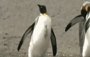 Nawalony pingwin