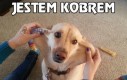 Jestem kobrem