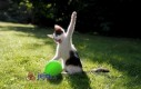 Przeróbka kota z balonem