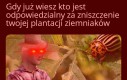 Biedronki przebrane za zebry