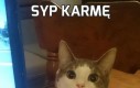 Syp karmę
