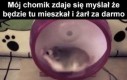Nic z tego kolego