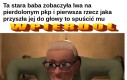 Lew kontra stara baba
