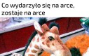 Nie wnikaj