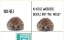 Dookąąd nooocąą tuupttaaa jeeż