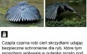 Czapla czarna