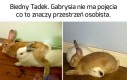 Tadek ma ciężkie życie...