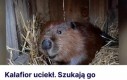 Mogli go nie zamykać w klatce z drewna