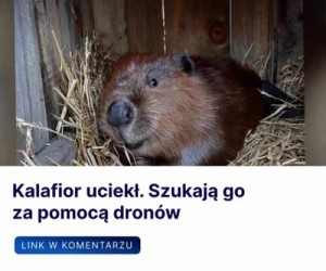 Mogli go nie zamykać w klatce z drewna