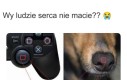 Biedne pieski :(