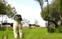 Pies i salto w tył