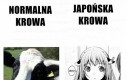 Normalna krowa vs japońska krowa