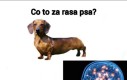 Chodzący dynamit