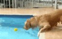 Pies i piłeczka w basenie