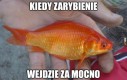 Zarybianie