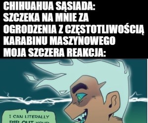 Chihuahua - małe pomioty diabła