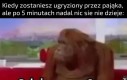 Już powinienem strzelać pajęczynami no nie?
