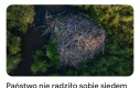 Tusk rujnuje, bóbr buduje