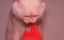 Smutny kot wcinający arbuza