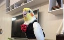 Papuga z arystokracji