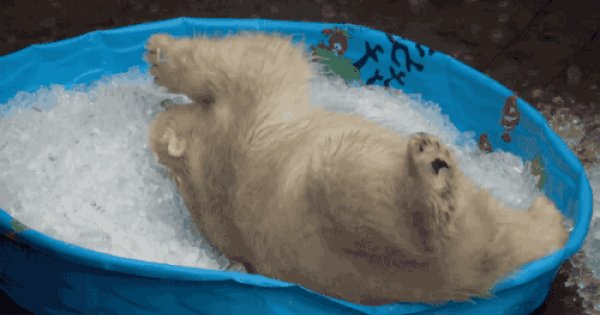 Смешной медвежонок гифки