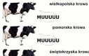 Podlaska krowa