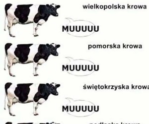 Podlaska krowa