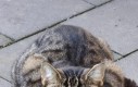 Kitku