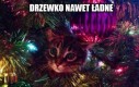 Kotek polubił Twoje drzewko