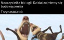 Beczunia