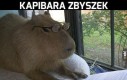 Kapibara Zbyszek