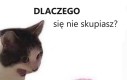 Dlaczego?
