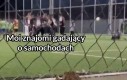 Wolę siedzieć na liściu