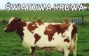 Światowa krowa