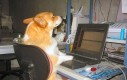 Pies przed komputerem