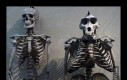 Porównanie szkieletu człowieka i goryla